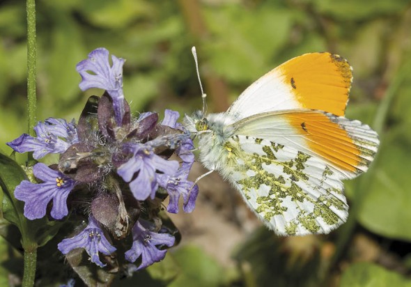 Anthocharis cardamines - Aurorafalter - - Pieridae - Weißlinge - whites Anthocharis cardamines - Aurorafalter - - Pieridae - Weißlinge - whites
