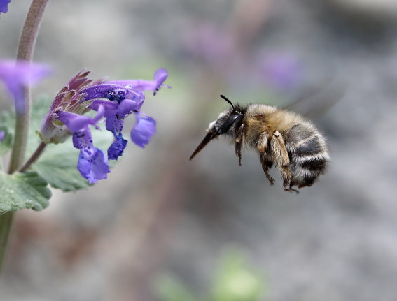 Anthophora plumipes - Frühlings-Pelzbiene - Weibchen female - Apiformes - Apidae - Bienen - Bees Anthophora plumipes - Frühlings-Pelzbiene - Weibchen female - Apiformes - Apidae - Bienen - Bees