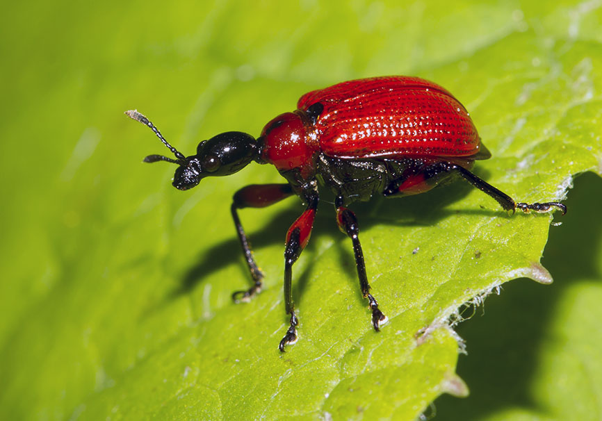 Apoderus coryli - Haselblattroller - - Curculionidae - Rüsselkäfer - weevils Apoderus coryli - Haselblattroller - - Curculionidae - Rüsselkäfer - weevils