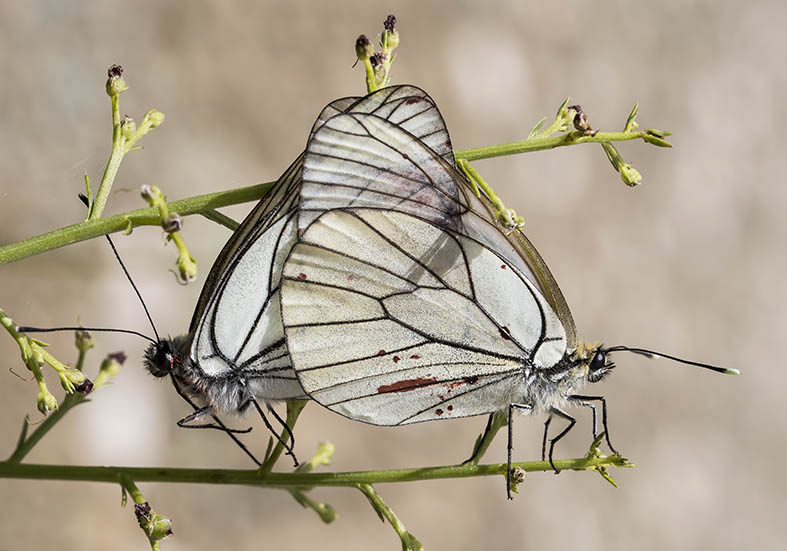 Aporia crataegi - Baumweißling - Zagori (Griechenland) - Pieridae - Weißlinge - whites Aporia crataegi - Baumweißling - Zagori (Griechenland) - Pieridae - Weißlinge - whites