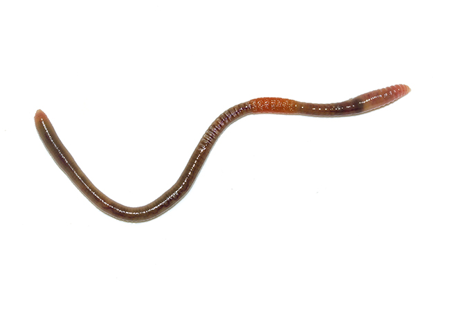 Aporrectodea rosea - - Clitellata - Gürtelwürmer - clitellates Aporrectodea rosea - - Clitellata - Gürtelwürmer - clitellates
