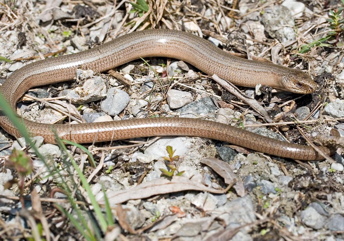 Anguis fragilis - Blindschleiche - - Lacertilia - Echsen - lizards Anguis fragilis - Blindschleiche - - Lacertilia - Echsen - lizards