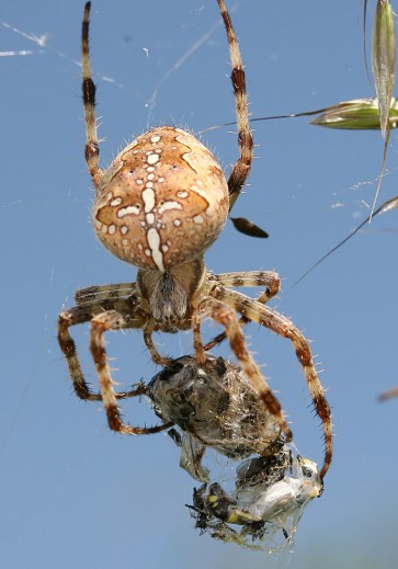 Araneus diadematus - Gartenkreuzspinne - Fam. Araneidae - Radnetzspinnen - Araneae - Webspinnen - orb-weaver spiders Araneus diadematus - Gartenkreuzspinne - Fam. Araneidae - Radnetzspinnen - Araneae - Webspinnen - orb-weaver spiders