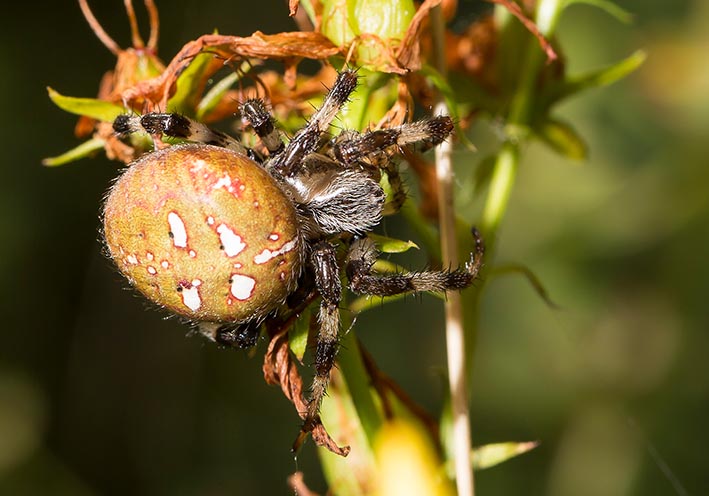 Araneus quadratus - Vierfleck-Kreuzspinne - - Araneae - Webspinnen - orb-weaver spiders Araneus quadratus - Vierfleck-Kreuzspinne - - Araneae - Webspinnen - orb-weaver spiders