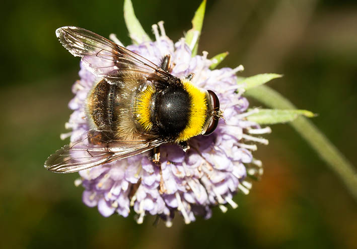 Arctophila bombiformis Hummel-Gebirgsschwebfliege - Fam. Syrphidae - Schwebfliegen - Brachycera (Fliegenartige) - Aschiza Arctophila bombiformis Hummel-Gebirgsschwebfliege - Fam. Syrphidae - Schwebfliegen - Brachycera (Fliegenartige) - Aschiza