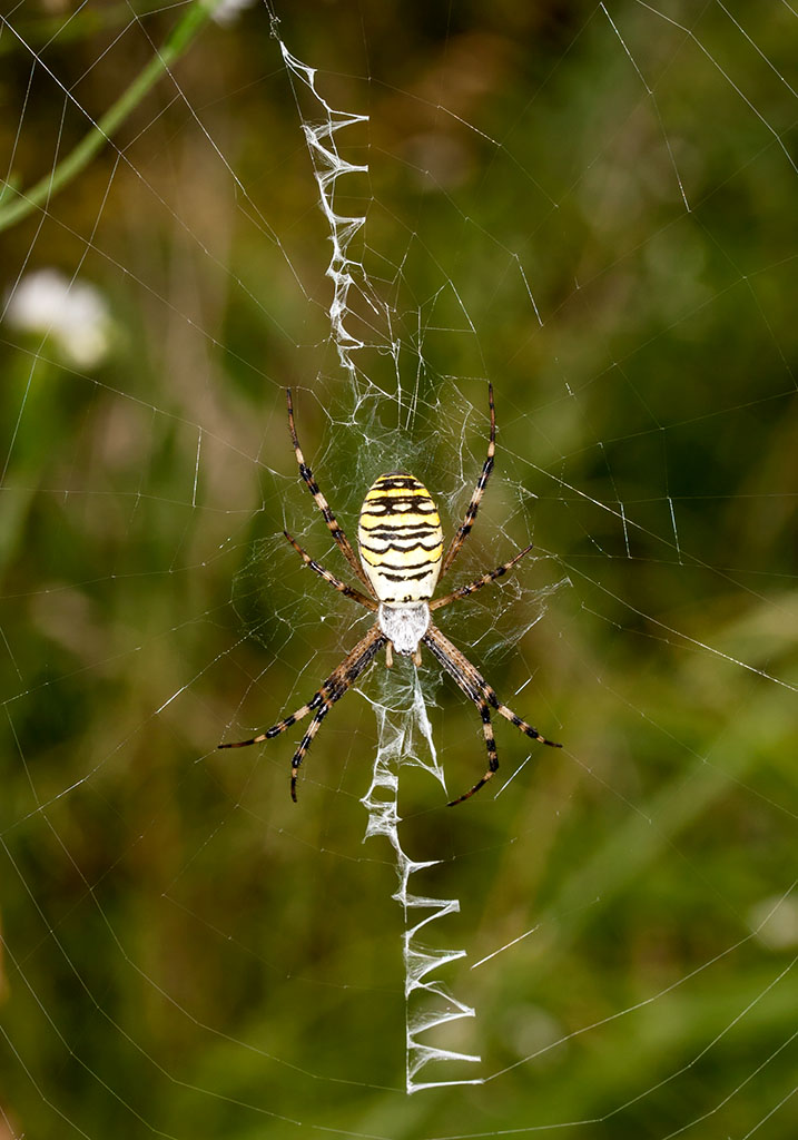 Argiope bruennichi - Wespenspinne - Fam. Araneidae - Radnetzspinnen - Araneae - Webspinnen - orb-weaver spiders Argiope bruennichi - Wespenspinne - Fam. Araneidae - Radnetzspinnen - Araneae - Webspinnen - orb-weaver spiders