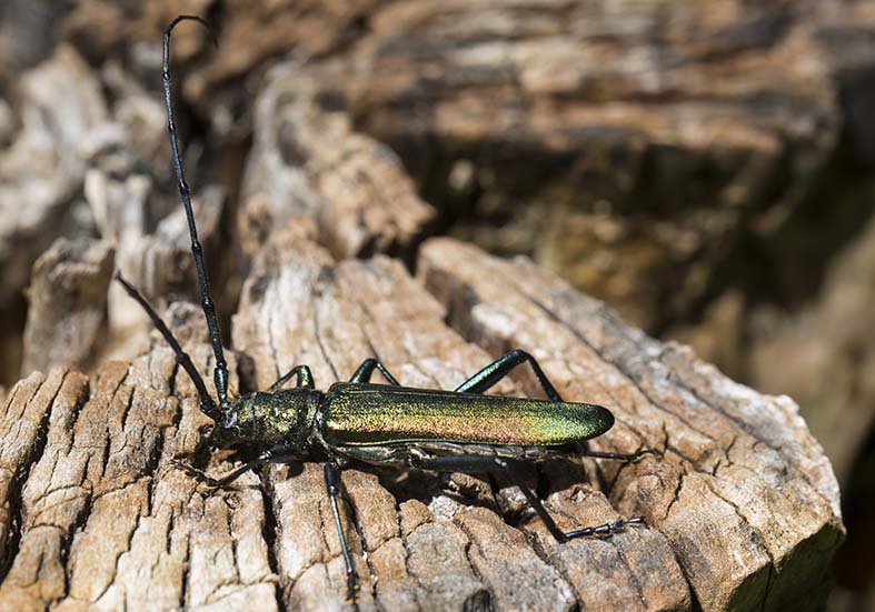 Aromia moschata - Moschusbock - UFam. Cerambycinae - Cerambycidae - Bockkäfer - long-horned beetles Aromia moschata - Moschusbock - UFam. Cerambycinae - Cerambycidae - Bockkäfer - long-horned beetles