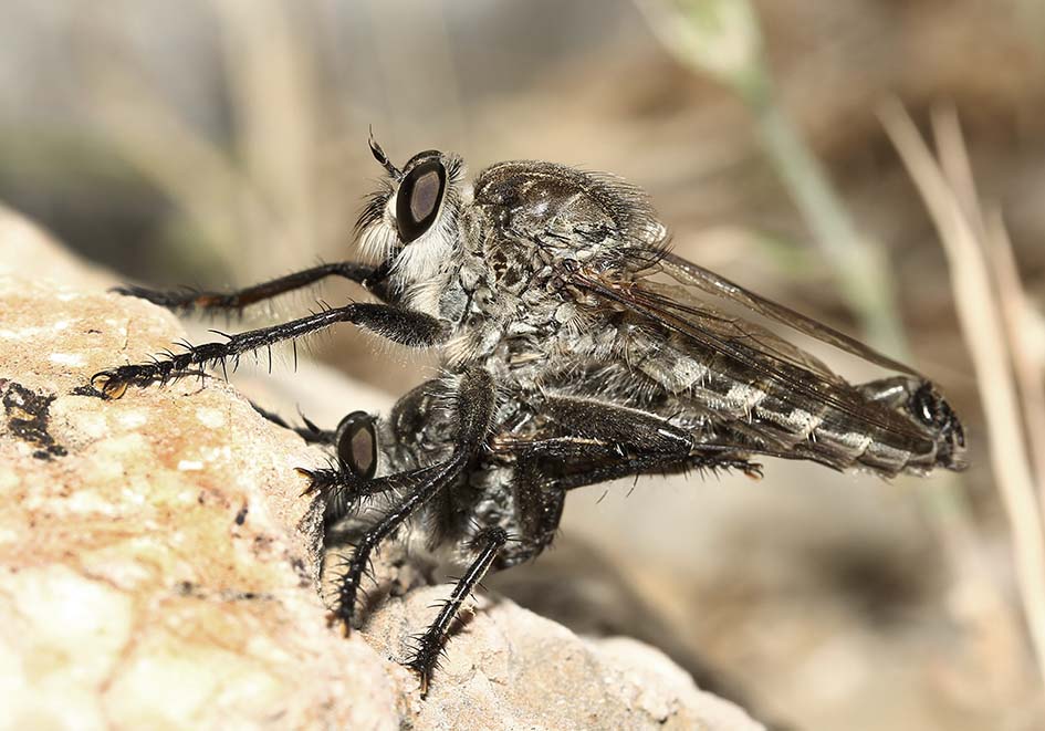 Asilidae - Raubfliege - Samos - Diptera - Fliegen Asilidae - Raubfliege - Samos - Diptera - Fliegen