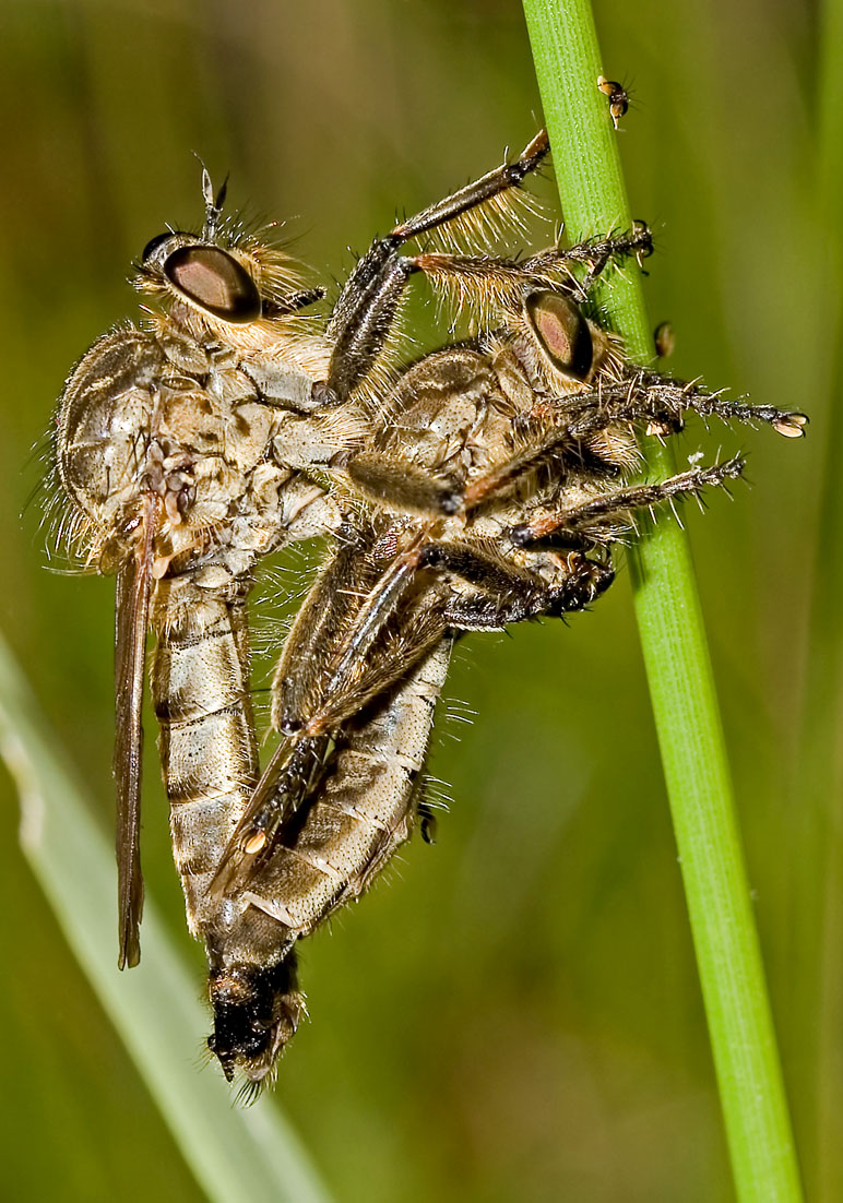 Fam. Asilidae - Raubfliegen - - Brachycera (Fiegenartige) - Orthorrhapha Fam. Asilidae - Raubfliegen - - Brachycera (Fiegenartige) - Orthorrhapha