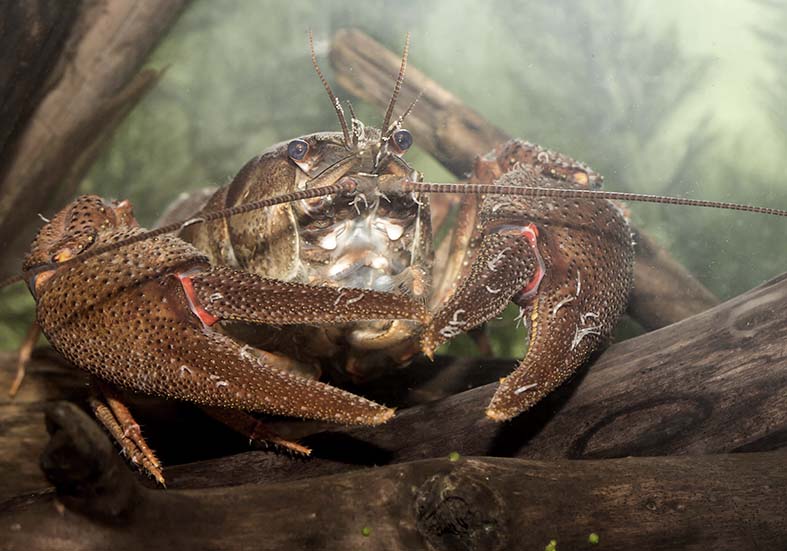 Astacus astacus - Edelkrebs - - Aquatische Krebstiere - aquatic crustacea Astacus astacus - Edelkrebs - - Aquatische Krebstiere - aquatic crustacea