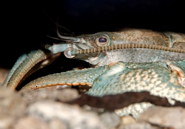 Astacus astacus - Edelkrebs - - Aquatische Krebstiere - aquatic crustacea Astacus astacus - Edelkrebs - - Aquatische Krebstiere - aquatic crustacea