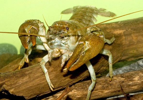 Austropotamobius pallipes - Dohlenkrebs - - Aquatische Krebstiere - aquatic crustacea Austropotamobius pallipes - Dohlenkrebs - - Aquatische Krebstiere - aquatic crustacea