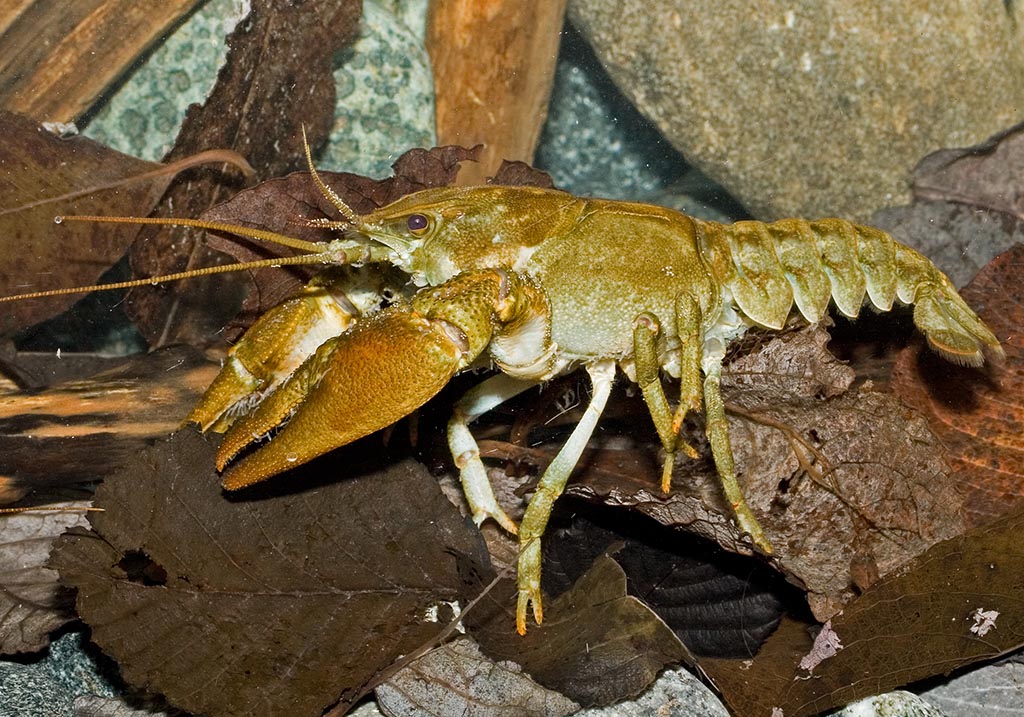Austropotamobius pallipes - Dohlenkrebs - - Aquatische Krebstiere - aquatic crustacea Austropotamobius pallipes - Dohlenkrebs - - Aquatische Krebstiere - aquatic crustacea