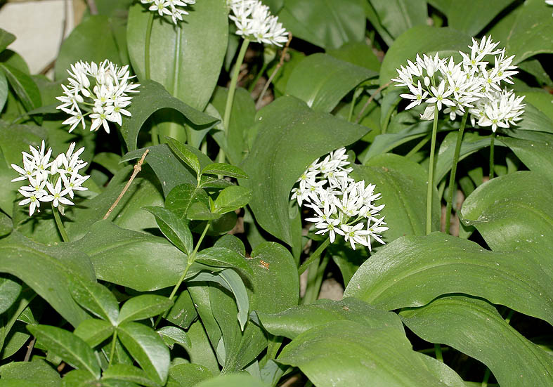Allium ursinum - Bärlauch - Fam. Liliaceae - Wald - forest Allium ursinum - Bärlauch - Fam. Liliaceae - Wald - forest