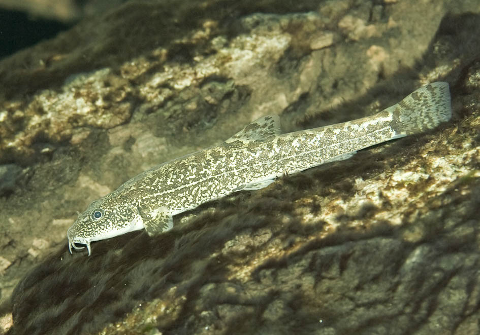 Barbatula barbatula (Neomacheilus barbatulus) - Bachschmerle - Alpenzoo - Cypriniformes - Karpfenartige Barbatula barbatula (Neomacheilus barbatulus) - Bachschmerle - Alpenzoo - Cypriniformes - Karpfenartige