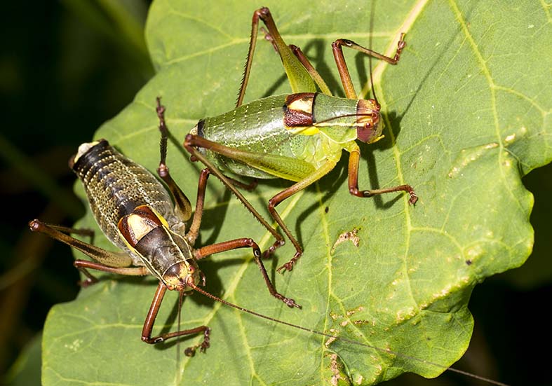 Barbitistes yersini male - Graugrüne Säbelschrecke - Kroatien - Ensifera - Phaneropteridae - Sichelschrecken - Barbitistes yersini male - Graugrüne Säbelschrecke - Kroatien - Ensifera - Phaneropteridae - Sichelschrecken -