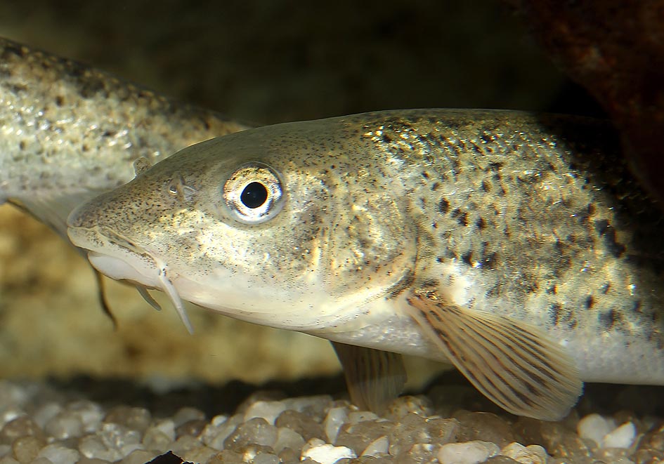 Barbus meridionalis - Hundsbarbe - Alpenzoo - Cypriniformes - Karpfenartige Barbus meridionalis - Hundsbarbe - Alpenzoo - Cypriniformes - Karpfenartige