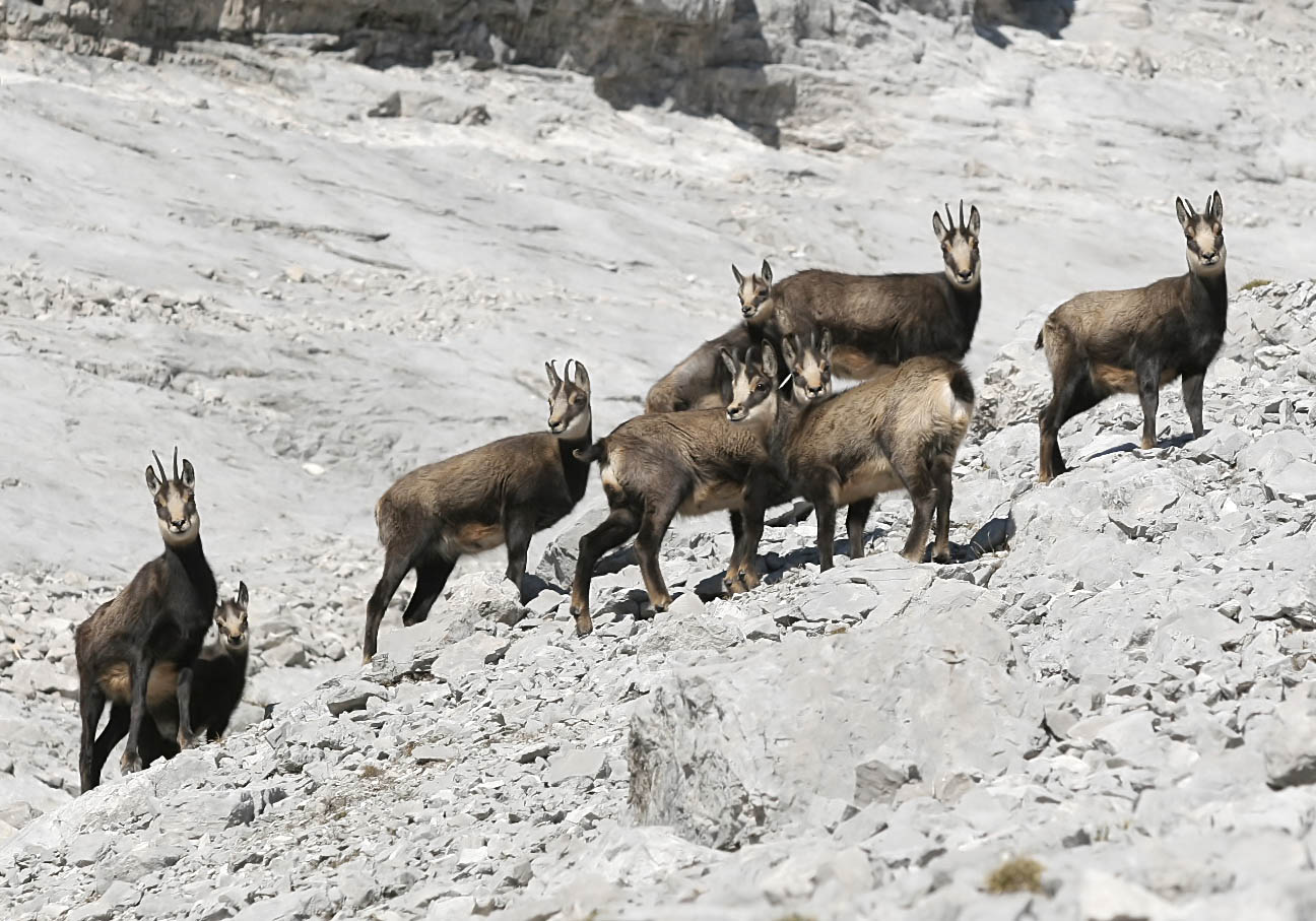 Rupicapra rupicapra - Gämse - Karwendel - Artiodactyla - Paarhufer - even-toed ungulates Rupicapra rupicapra - Gämse - Karwendel - Artiodactyla - Paarhufer - even-toed ungulates