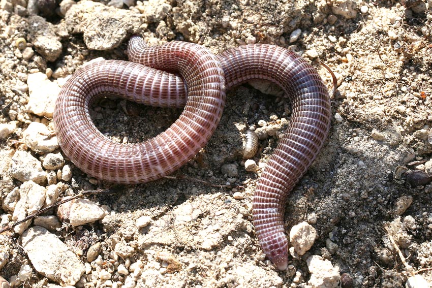 Blanus strauchi - Türkische Ringelwühle - Kos - Lacertilia - Echsen - lizards Blanus strauchi - Türkische Ringelwühle - Kos - Lacertilia - Echsen - lizards