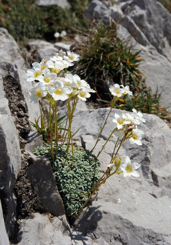 Saxifraga caesia - Blaugrüner Steinbrech - Fam. Saxifragaceae - Felsspalten - rock crevices Saxifraga caesia - Blaugrüner Steinbrech - Fam. Saxifragaceae - Felsspalten - rock crevices