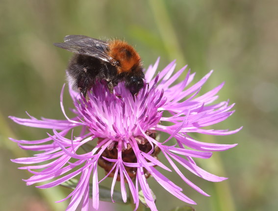 Bobus hypnorum - Baumhummel - - Apiformes - Apidae - Bienen - Bees Bobus hypnorum - Baumhummel - - Apiformes - Apidae - Bienen - Bees