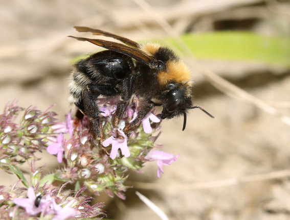 Bombus barbutellus - Bärtige Kuckuckshummel - - Apiformes - Apidae - Bienen - Bees Bombus barbutellus - Bärtige Kuckuckshummel - - Apiformes - Apidae - Bienen - Bees