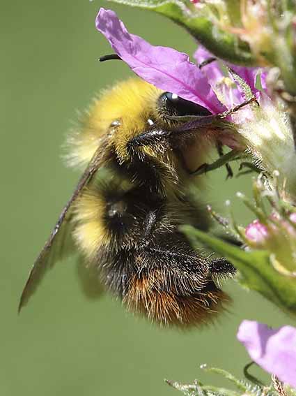 Bombus pratorum - Wiesenhummel - - Apiformes - Apidae - Bienen - Bees Bombus pratorum - Wiesenhummel - - Apiformes - Apidae - Bienen - Bees