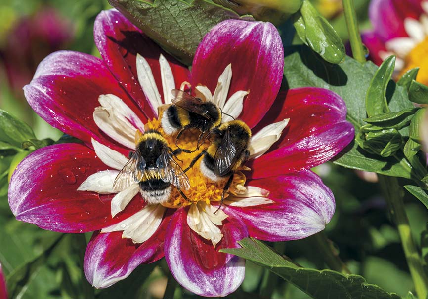 Bombus terrestris - Dunkle Erdhummel - Dahlia sp. - Apiformes - Apidae - Bienen - Bees Bombus terrestris - Dunkle Erdhummel - Dahlia sp. - Apiformes - Apidae - Bienen - Bees