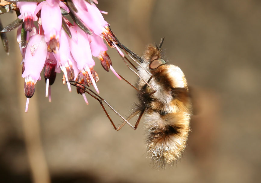 Bombylius major - Großer Wollschweber - Fam. Bombyliidae - Hummelschweber - Brachycera (Fiegenartige) - Orthorrhapha Bombylius major - Großer Wollschweber - Fam. Bombyliidae - Hummelschweber - Brachycera (Fiegenartige) - Orthorrhapha
