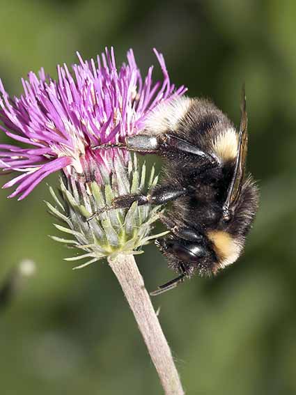 Bomus lucorum - Helle Erdhummel - - Apiformes - Apidae - Bienen - Bees Bomus lucorum - Helle Erdhummel - - Apiformes - Apidae - Bienen - Bees