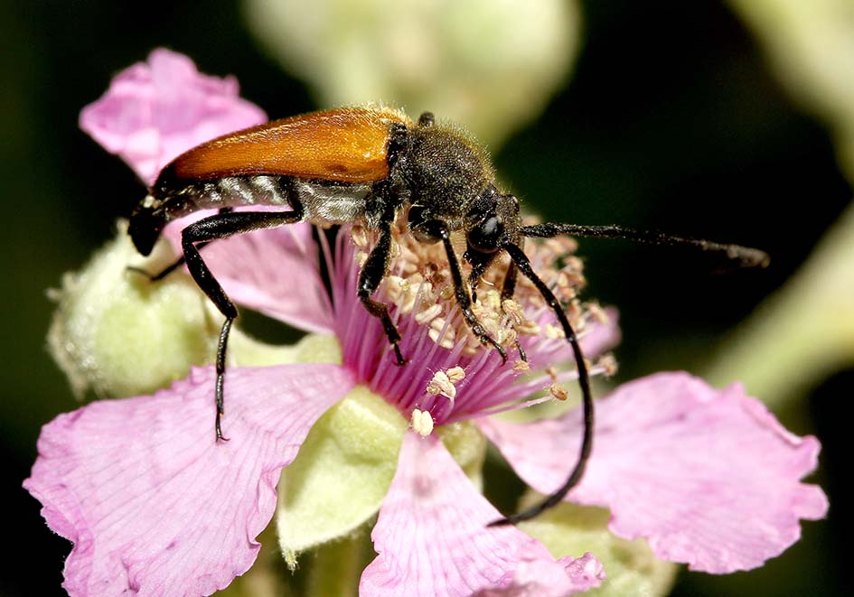 Brachyleptura fulva  (Paracorymbia fulva) - UFam. Lepturinae   -   Samos - Cerambycidae - Bockkäfer - long-horned beetles