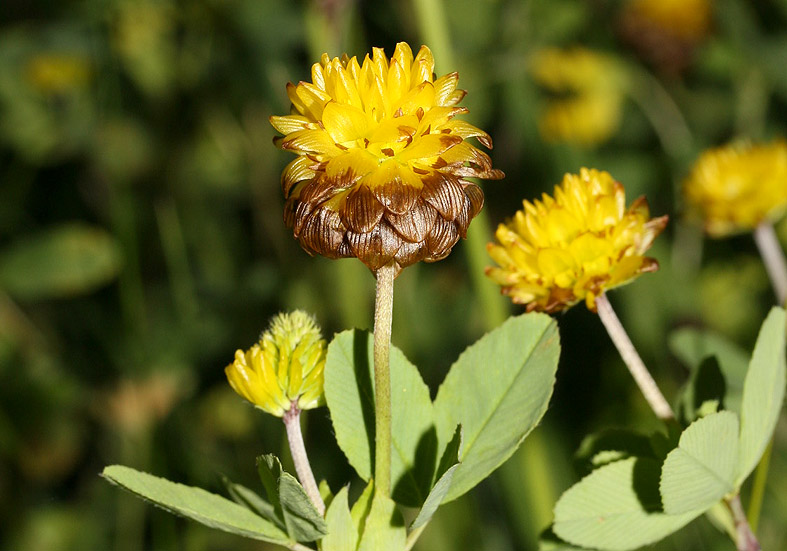 Trifolium badium - Braunklee - Fam. Fabaceae - Alpine Rasen - alpine grassland Trifolium badium - Braunklee - Fam. Fabaceae - Alpine Rasen - alpine grassland