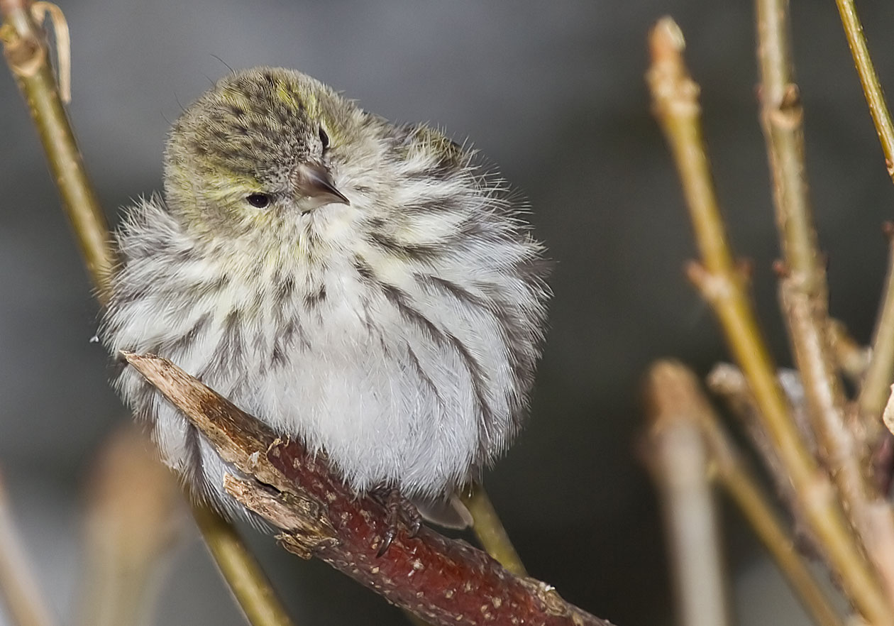 Carduelis spinus - Zeisig (Weibchen) - Siskin - - Passeres - Singvögel - songbirds Carduelis spinus - Zeisig (Weibchen) - Siskin - - Passeres - Singvögel - songbirds