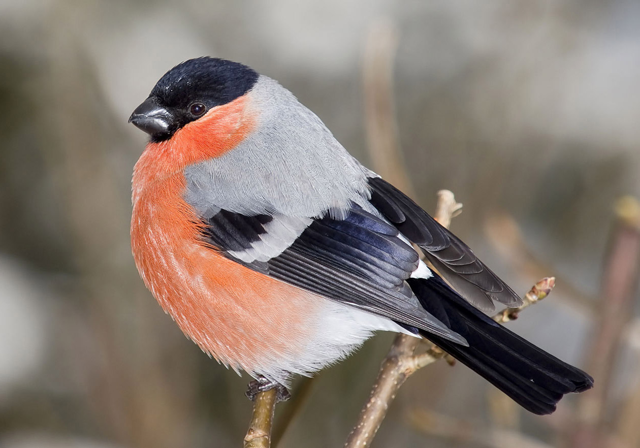 Pyrrhula pyrrhula - männlicher Gimpel - Bullfinch - - Passeres - Singvögel - songbirds Pyrrhula pyrrhula - männlicher Gimpel - Bullfinch - - Passeres - Singvögel - songbirds