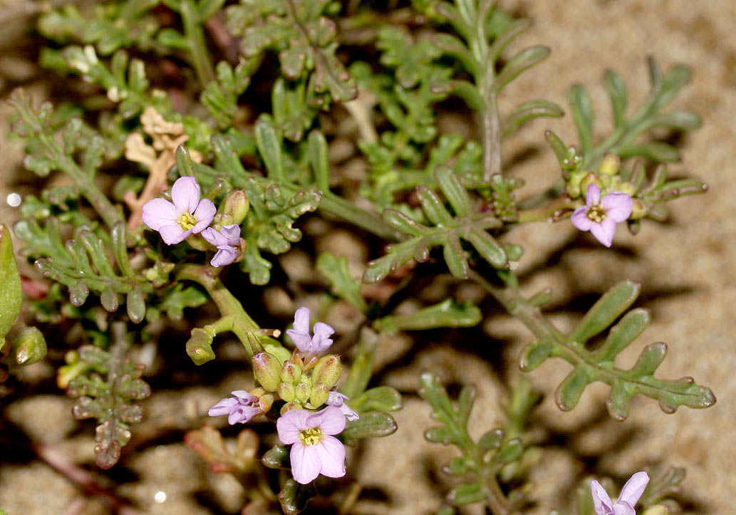 Cakile maritima - Europäischer Meersenf - sea rocket - - Saline Lebensräume - saline environments Cakile maritima - Europäischer Meersenf - sea rocket - - Saline Lebensräume - saline environments