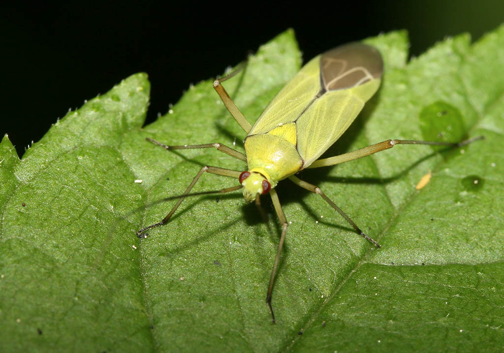 Calocoris alpestris - Fam. Miridae (Blindwanzen) - Heteroptera - Wanzen - true bugs Calocoris alpestris - Fam. Miridae (Blindwanzen) - Heteroptera - Wanzen - true bugs