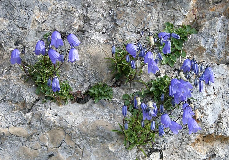 Campanula cochleariifolia - Niedliche Glockenblume - Campanulaceae - Felsspalten - rock crevices Campanula cochleariifolia - Niedliche Glockenblume - Campanulaceae - Felsspalten - rock crevices