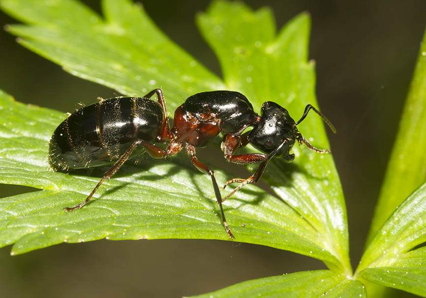 Camponotus herculeanus - Schwarze Rossameise - Gyne - - Formicidae - Ameisen - ants Camponotus herculeanus - Schwarze Rossameise - Gyne - - Formicidae - Ameisen - ants