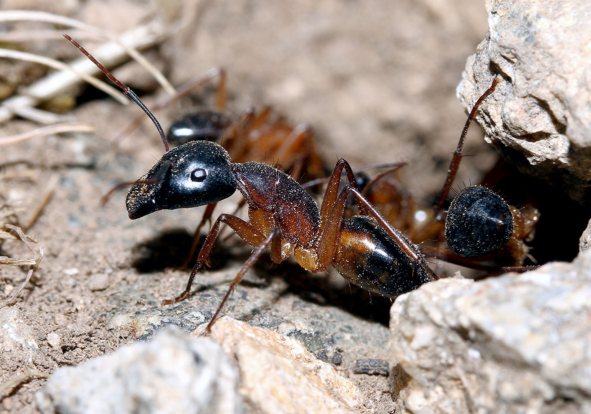 amponotus sp. subgen. Tanaemyrmex - Ikaria - Formicidae - Ameisen - Ants amponotus sp. subgen. Tanaemyrmex - Ikaria - Formicidae - Ameisen - Ants
