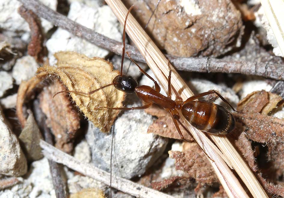 Camponotus sp. (subgen.Tanaemyrmex) - Samos - Formicidae - Ameisen - Ants Camponotus sp. (subgen.Tanaemyrmex) - Samos - Formicidae - Ameisen - Ants