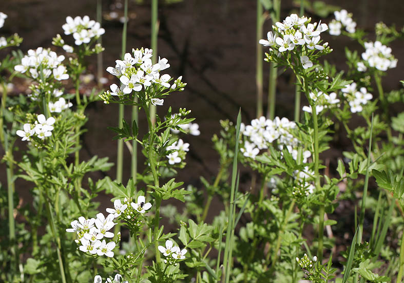 Cardamine amara - Bitteres Schaumkraut - Fam. Brassicaceae - Feuchtgebiete - wetlands Cardamine amara - Bitteres Schaumkraut - Fam. Brassicaceae - Feuchtgebiete - wetlands