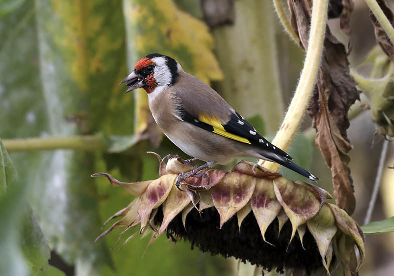 Carduelis carduelis - Stieglitz - - Passeres - Singvögel - songbirds Carduelis carduelis - Stieglitz - - Passeres - Singvögel - songbirds