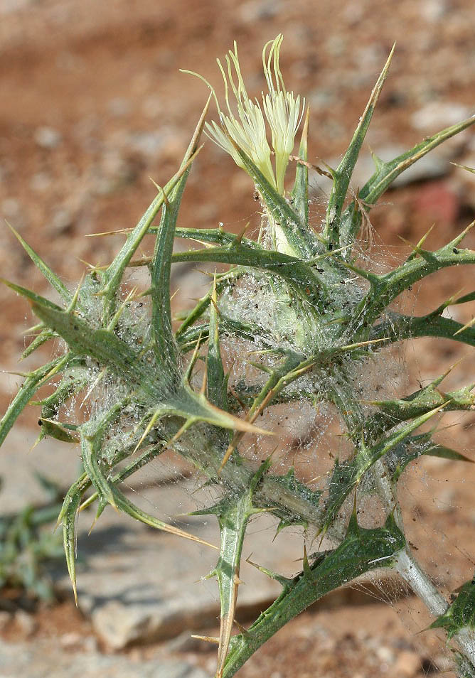 Carthamus lanatus - Wollige Färberdistel -  - Ruderal vegetation