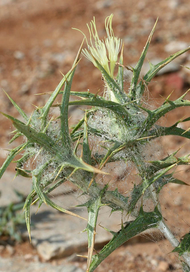 Carthamus lanatus - Wollige Färberdistel - - Ruderal vegetation Carthamus lanatus - Wollige Färberdistel - - Ruderal vegetation