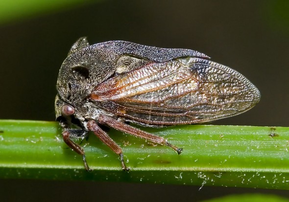 - Centrotus cornutus - Dornzikade - Cicadoidea - Zikaden - cicadas - Centrotus cornutus - Dornzikade - Cicadoidea - Zikaden - cicadas