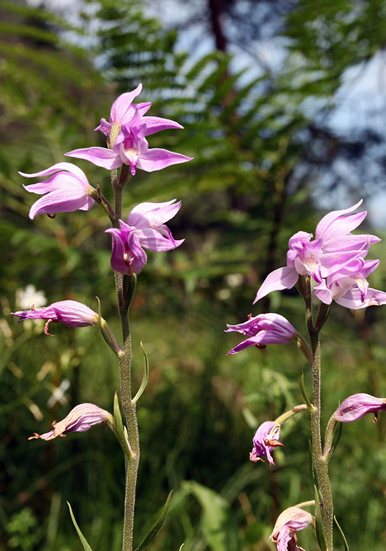 Cephalanthera rubra - Rotes Waldvögelein - Fam. Orchidaceae - Wald - forest Cephalanthera rubra - Rotes Waldvögelein - Fam. Orchidaceae - Wald - forest