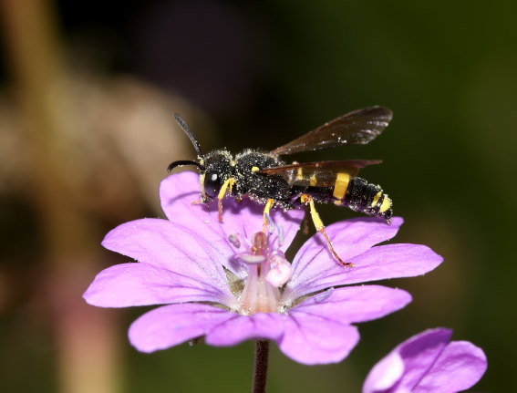 Cerceris rybyensis - Bienenjagende Knotenwespe - - Spheciformes - Grabwespen - thread-waisted wasps Cerceris rybyensis - Bienenjagende Knotenwespe - - Spheciformes - Grabwespen - thread-waisted wasps