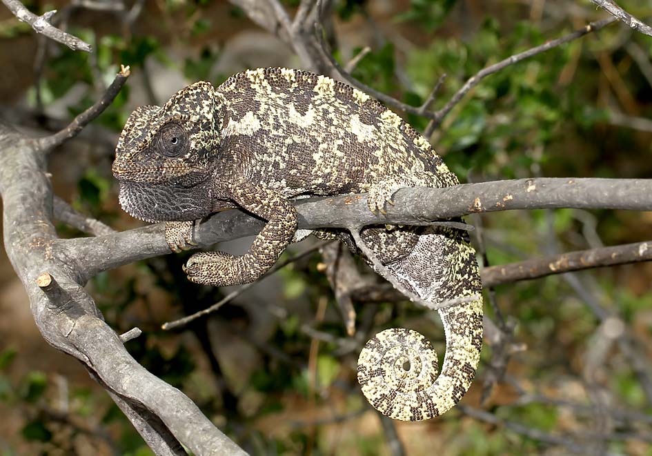 Chamaeleo chamaeleon - Gemeines Chamäleon - Samos - Lacertilia - Echsen - lizards Chamaeleo chamaeleon - Gemeines Chamäleon - Samos - Lacertilia - Echsen - lizards