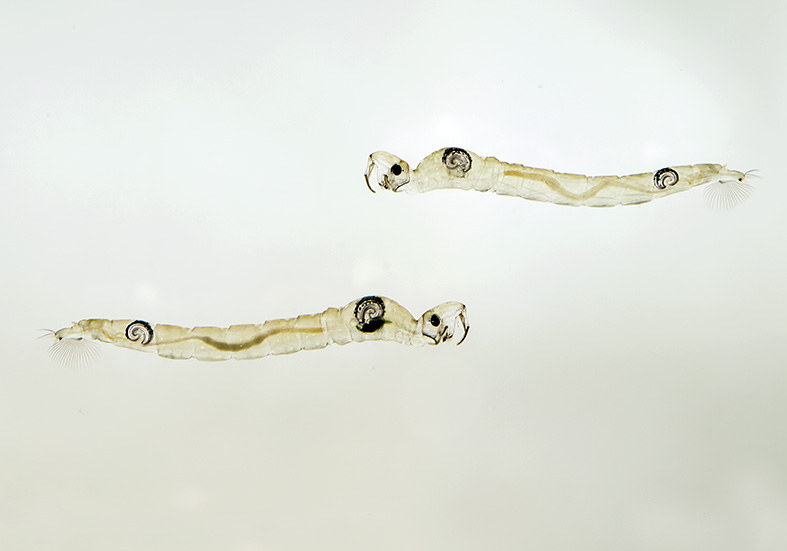 Chaoborus-Larve Büschelmücke - Fam. Chaoboridae - aquatische Dipteren-Larven Chaoborus-Larve Büschelmücke - Fam. Chaoboridae - aquatische Dipteren-Larven