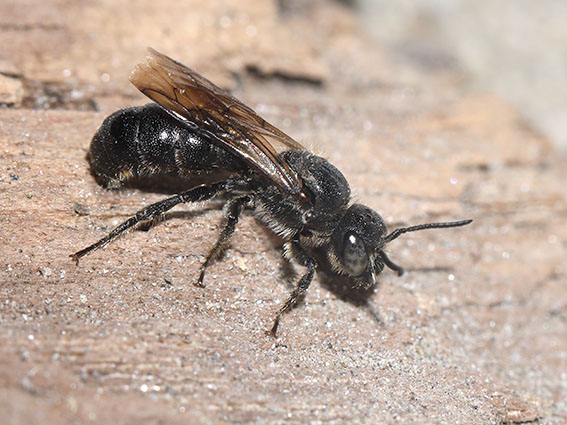 Chelostoma rapunculi - Glockenblumen-Scherenbiene - - Apiformes - Megachilidae - Bienen - bees Chelostoma rapunculi - Glockenblumen-Scherenbiene - - Apiformes - Megachilidae - Bienen - bees